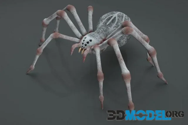 3D Spider Rigged Animated (PBR)
