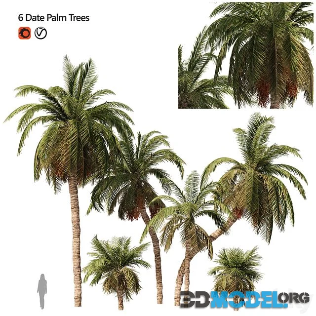 6 Arbian Date Palm Trees