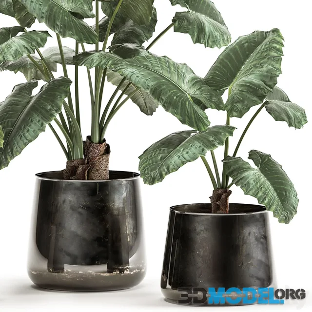 A collection of beautiful lush exotic flowers in black metal pots Set 881