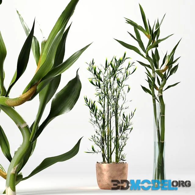Bamboo Indoor Plant Set