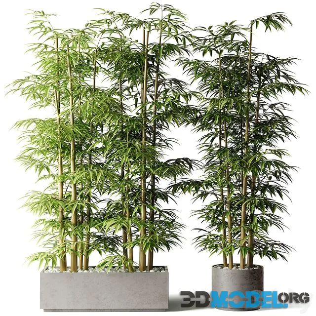 3D Model – Bamboo in rectangular and round pots