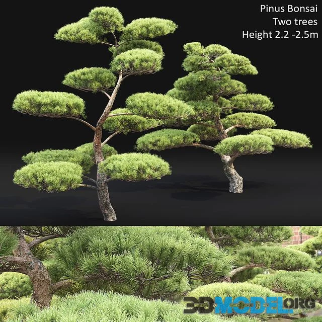 Bonsai