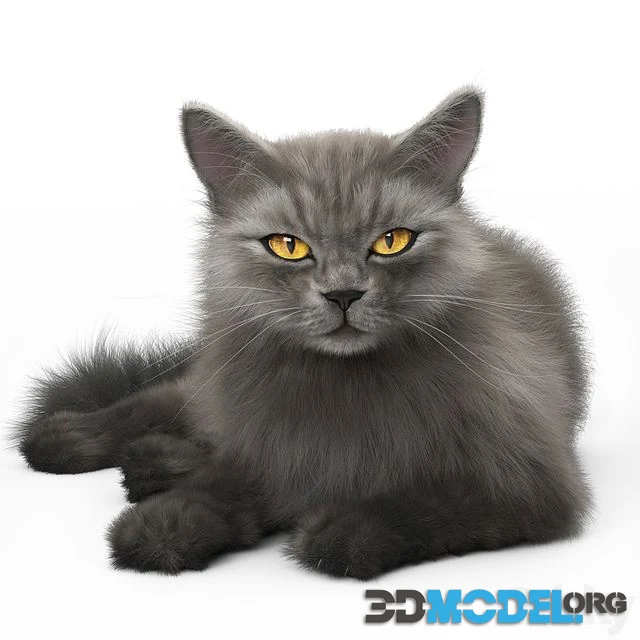 CAT 4
