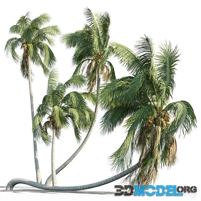 Cocos nucifera palm