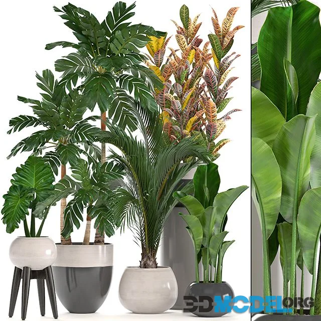 3D Model – Collection of plants. Hamedorea, banana, croton, alocasia