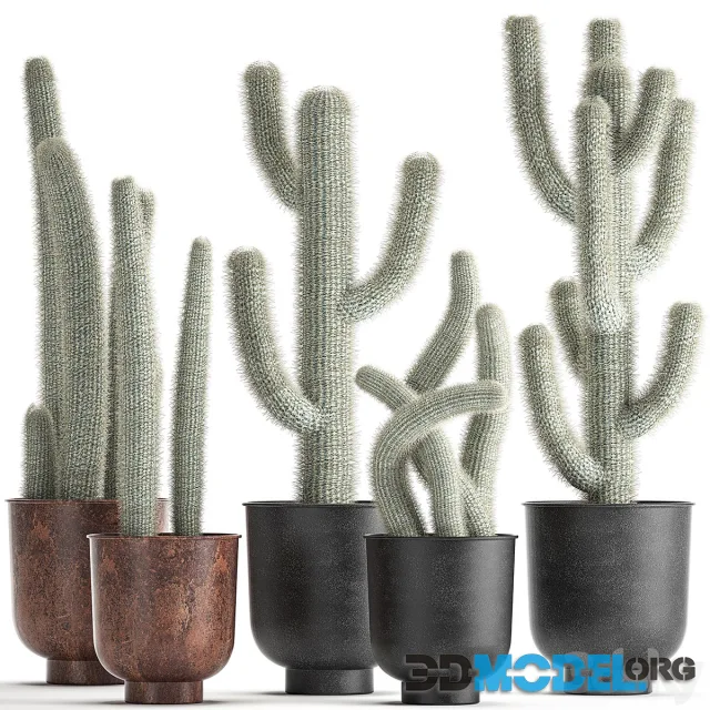 Collection of plants fluffy cacti in black pots Set 840