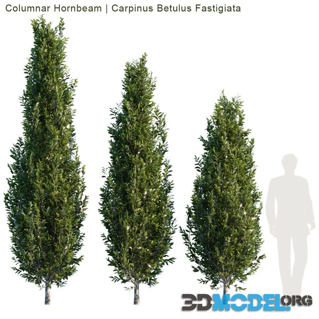 3D Model – Columnar Hornbeam_1