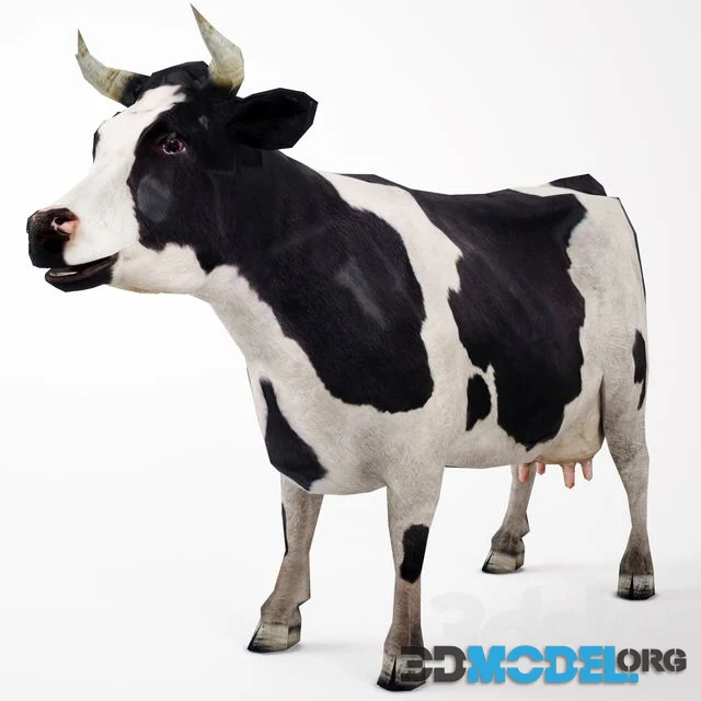 Cow