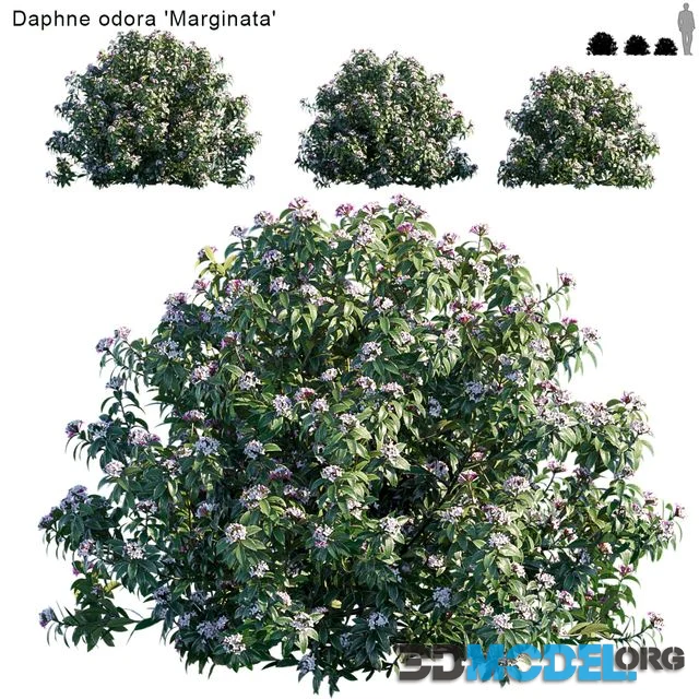 Daphne Odora Marginata