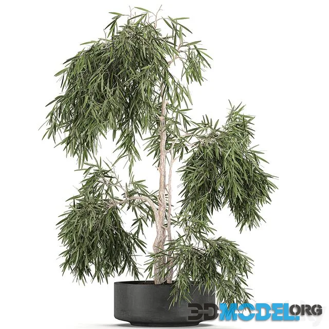 Decorative small weeping olive tree in a black concrete pot Set 733