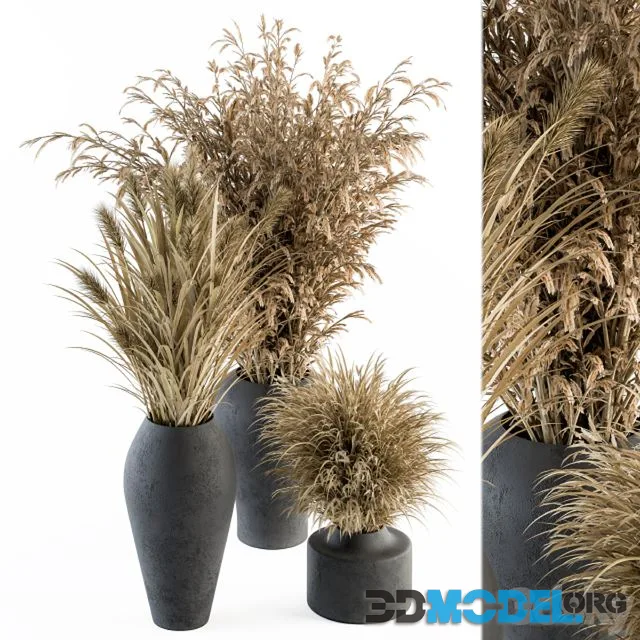 Dry plants 81
