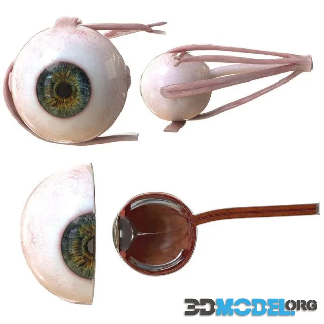 Eye Anatomy (PBR)