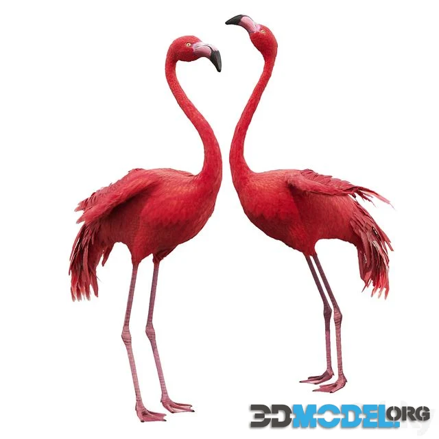 Flamingo
