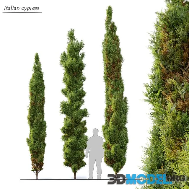 3D Model – Italian cypress