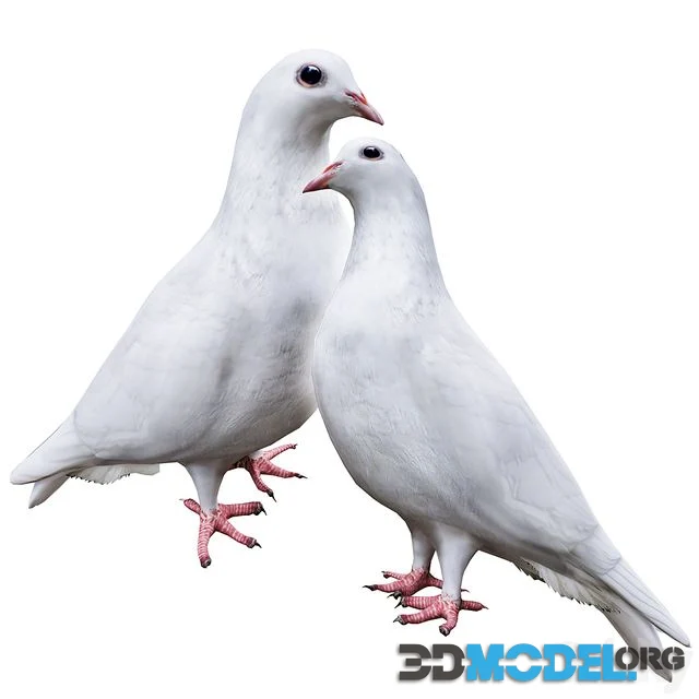 Pigeon white