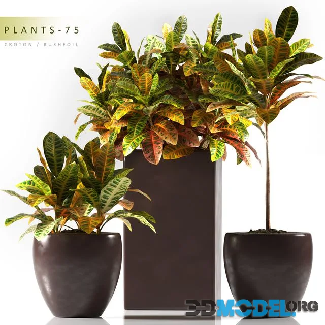PLANTS 75