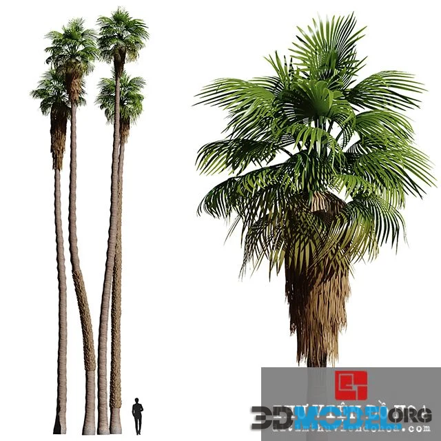 Set of California fan palm trees (Washingtonia palms)