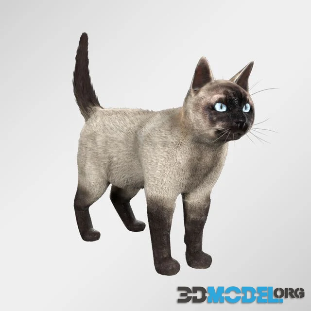 Siamese cat