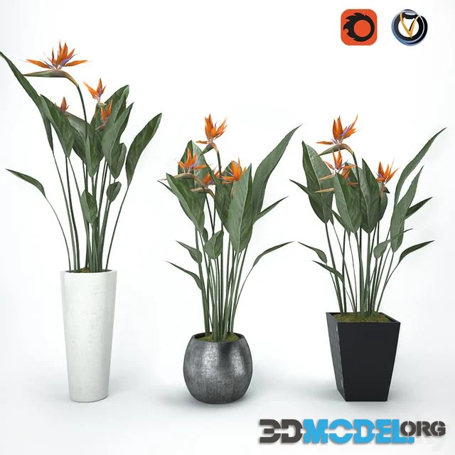 Strelitzia