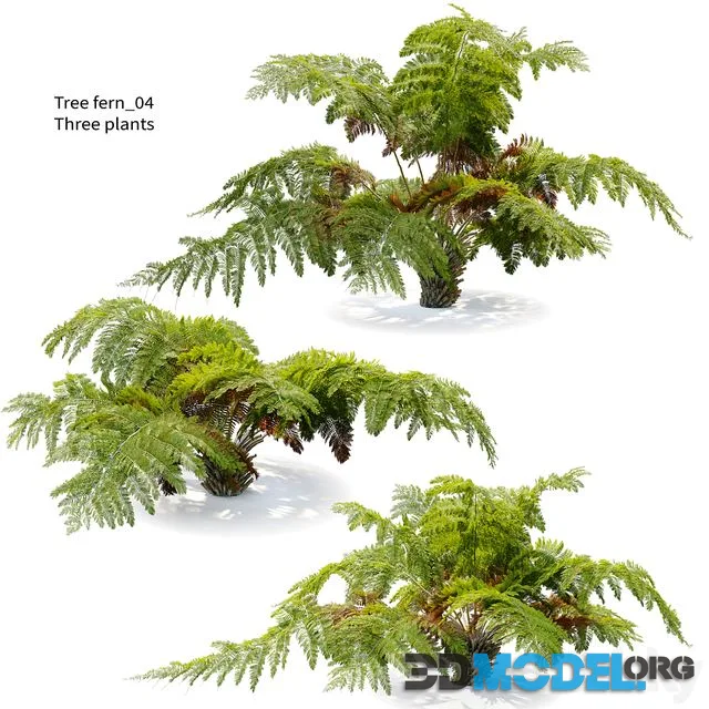 tree fern 04
