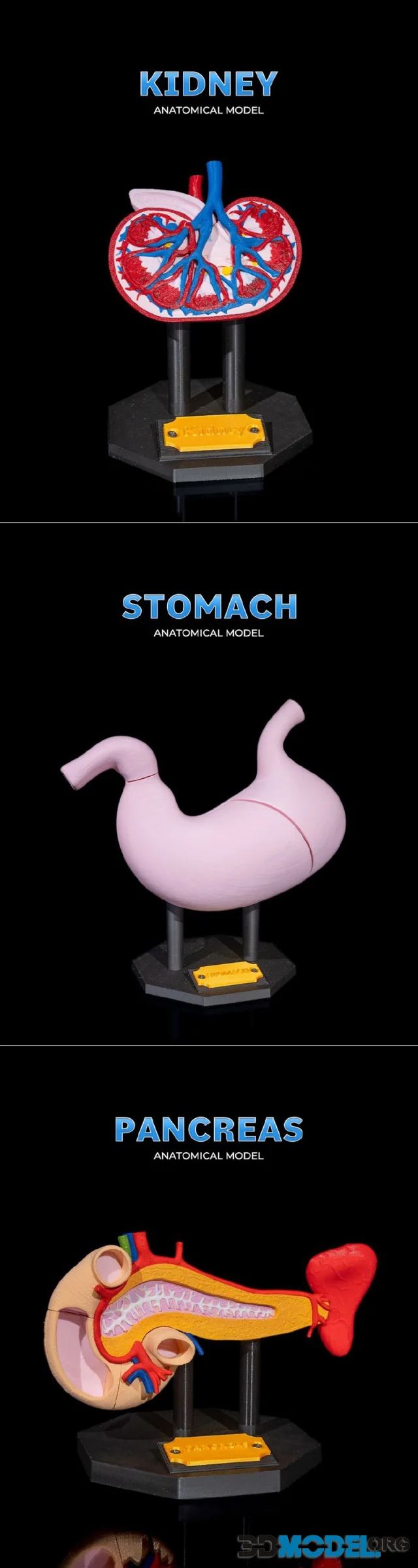 Pancreas Anatomical Model and Stomach Anatomical Model and Kidney Anatomical Model – Printable