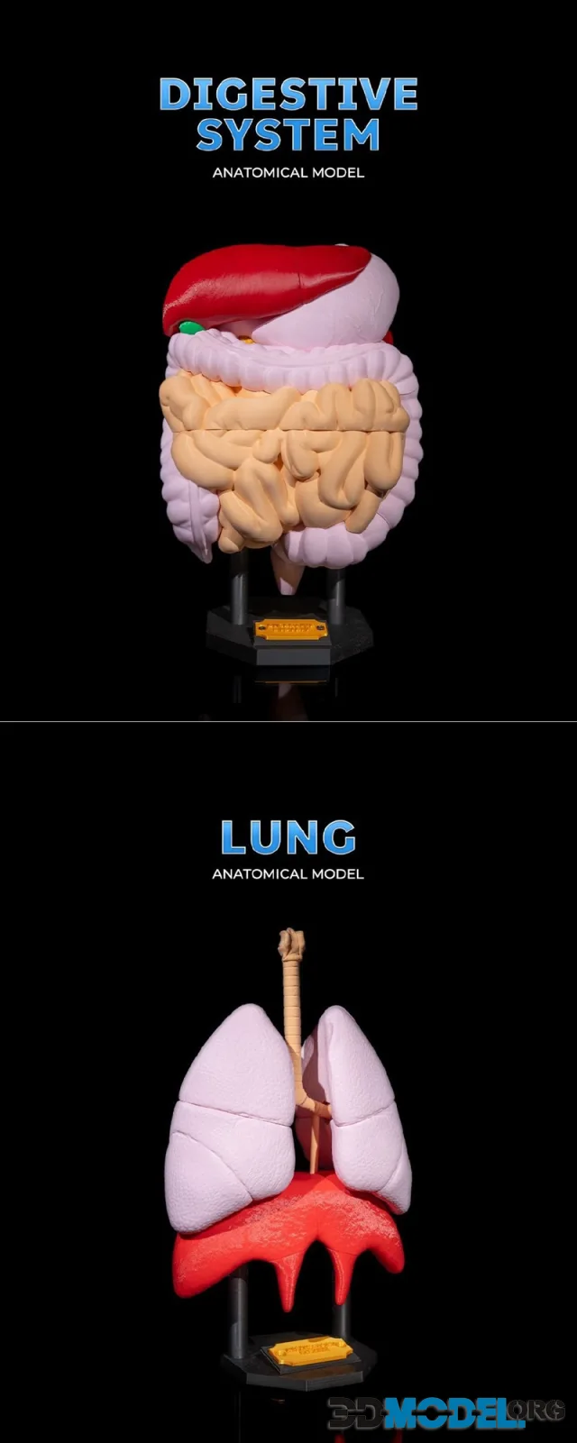Digestive System Anatomical Model and Lung Anatomical Model – Printable