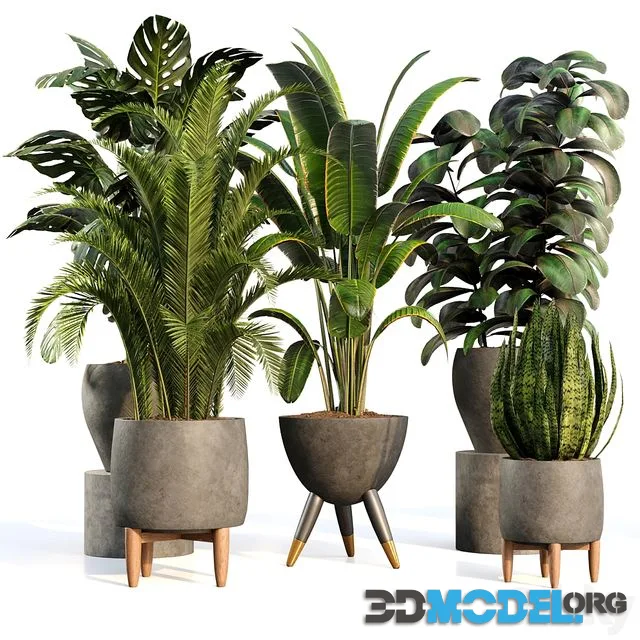 3D Model – bamboo Censoria Indoor Plant Set 01