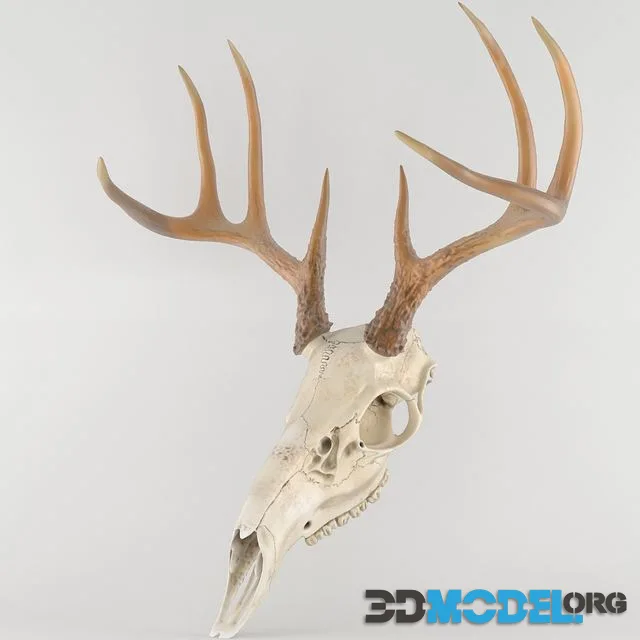 Deer deer skull skull