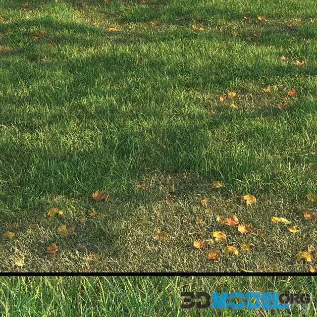 grass011