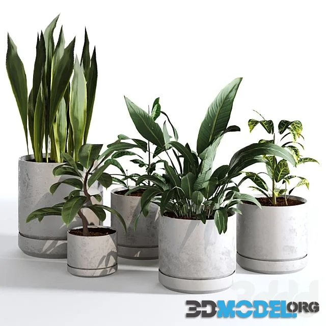3d Model Indoor Plants Collection Set 03