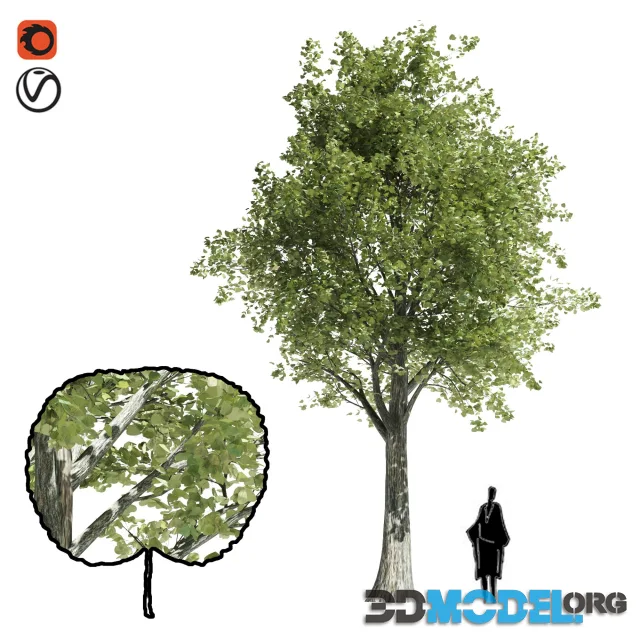 Katsura tree