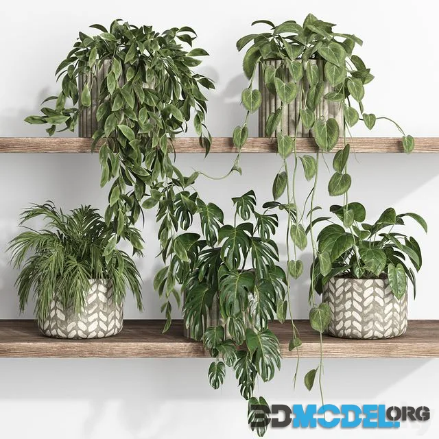 Plants on shelf 17