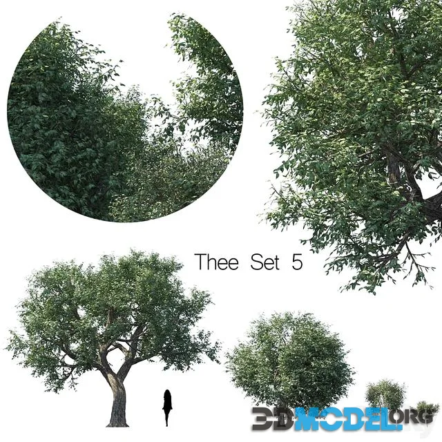 Thee set 5