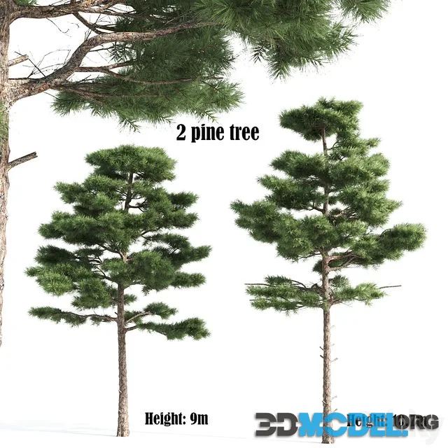 2 pine vray