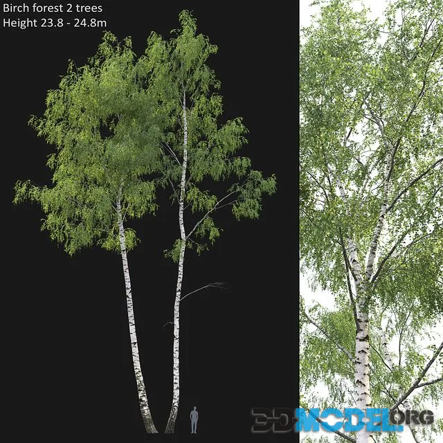 Birch forest part 7 (23.8-24.8m)