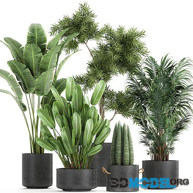 Collection of plants in concrete pots Set 754