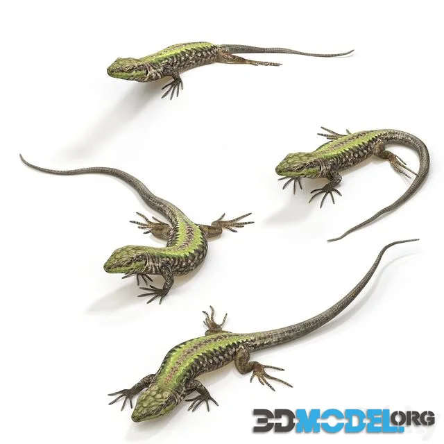 Common Wall Lizard – 5 poses