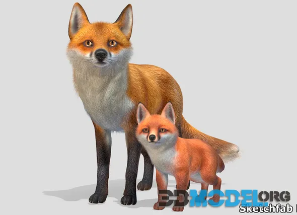 Fox - Family