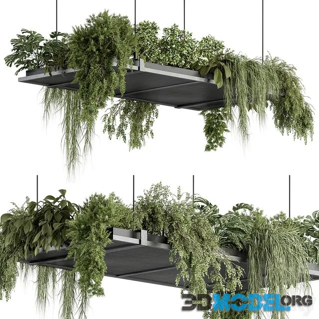 indoor Plant 443 – Hanging Plants