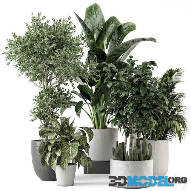 Indoor Plants in rusty Concrete Pot - Set 584