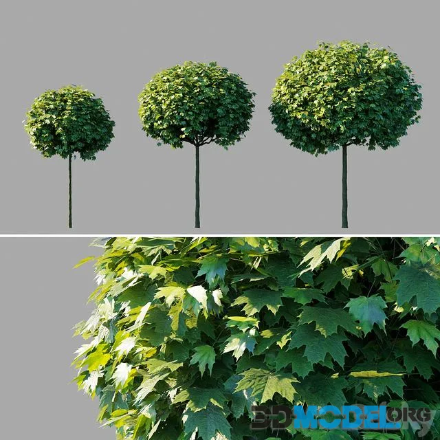 Maple acutifoliate Globosum Acer platanoides Globosum