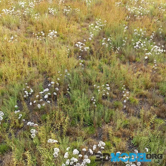 Meadow_10
