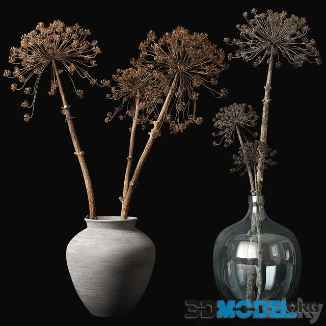 Old heracleum