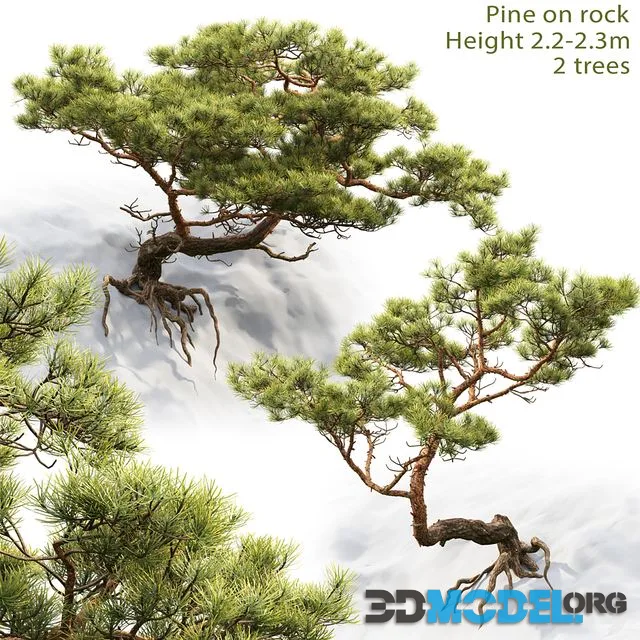 Pine on rock