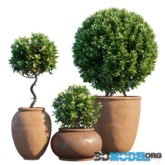 Plant in pots # 10 Mediterranean