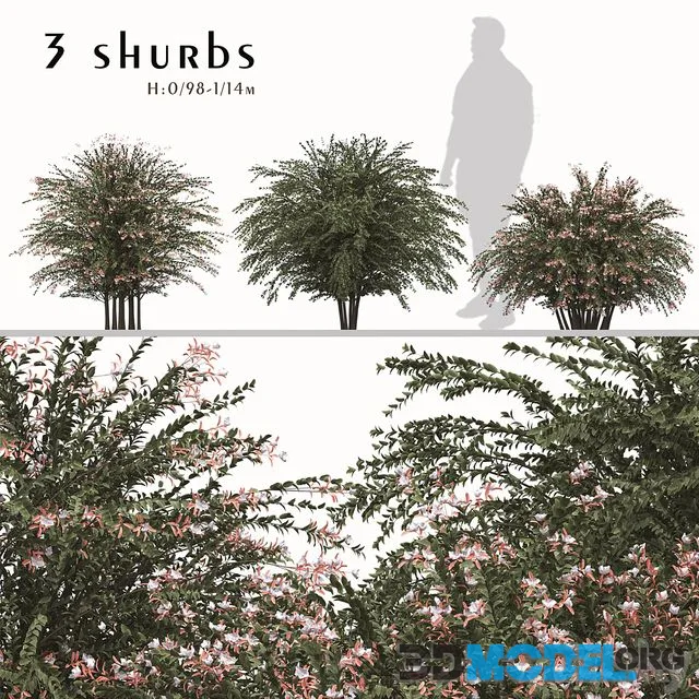 Set of Abelia grandiflora Plants (Pearl Acacia) (3 Shrubs)