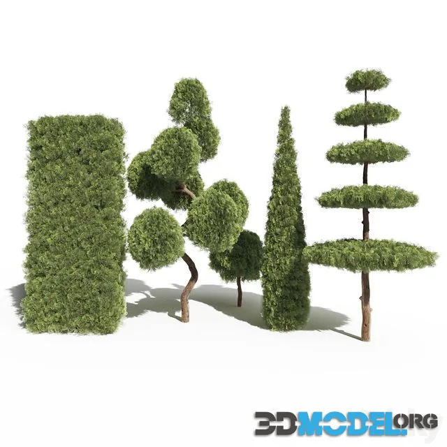 Thuja #2