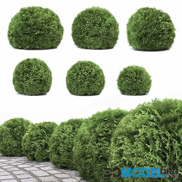 Thuja Danica