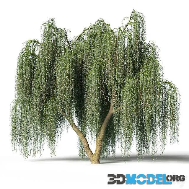 Willow 002