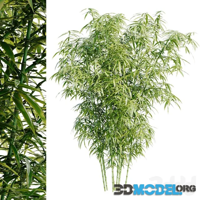 Bamboo Bush